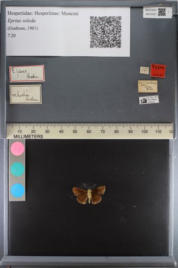 Media type: image;   Entomology 15331